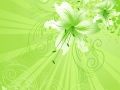 lily flower background