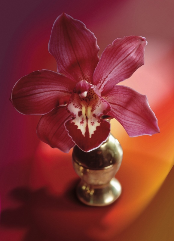 Images tagged "orchids" СтеклоCтиль.