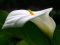 white calla profile