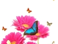 Pink gerberas with exotics butterflies