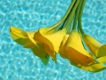 yellow calla lilies