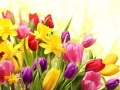 Colorful tulips and daffodils