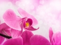 Orchid flowers, closeup