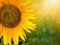 Abstract floral background with sunflower in the garden
