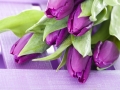 Purple tulip - Lila Tulpe