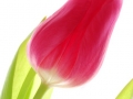 close up image of red tulip against white bvackgrond