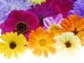 flowers with different color