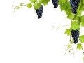 Collage of vine leaves and blue grapes