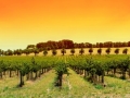 Vineyard Panorama Sunset
