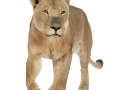 lioness in front of a white background