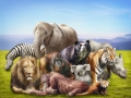 Group of animals