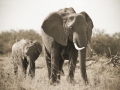 Elefanti nel Masai Mara