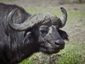 bufalo nel Masai Mara