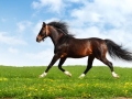 arabian horse trots - realistic photomontage