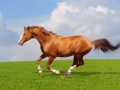 Sorrel trakehner stallion