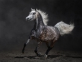 Gray arabian horse gallops on dark background