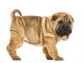 Side view of Shar pei puppy (11 weeks old) isolated on white