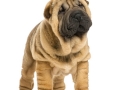 Front view of Shar pei puppy looking away (11 weeks old)