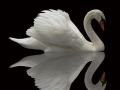Reflected Swan