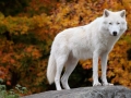 Arctic Wolf Looking at the Camera on a Fall Day