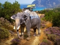 Elephant standing on the road