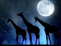 herd of giraffes in the night sky with moon