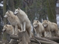 Horde of arctic wolves