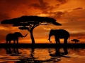 Silhouette two elephants in the sunset