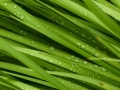 droplets on grass - shallow focus