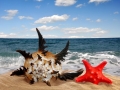 Conch shell with starfish on beach