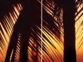 Palmtrees in the morning light, Cuba
