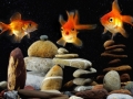 goldfish in aquarium over  zen stone and nice bubbles