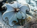 funny octopus