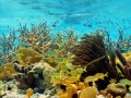 colorful caribbean reef
