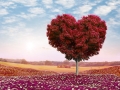 Heart shaped Tree red foliage, valentines day